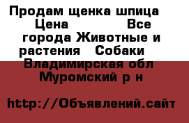 Продам щенка шпица.  › Цена ­ 15 000 - Все города Животные и растения » Собаки   . Владимирская обл.,Муромский р-н